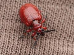 Lilioceris merdigera