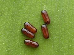 Lilioceris merdigera