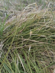 Carex pediformis