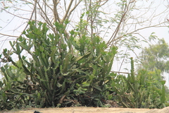 Euphorbia neriifolia