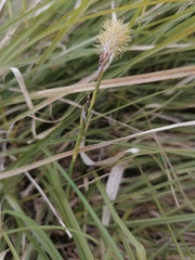 Carex pediformis