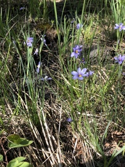 Sisyrinchium mucronatum