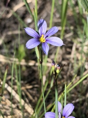 Sisyrinchium mucronatum