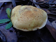 Cortinarius chrysopocos