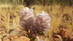 Ptilotus nobilis