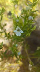 Prostanthera striatiflora