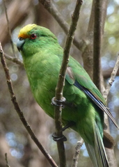 Cyanoramphus malherbi