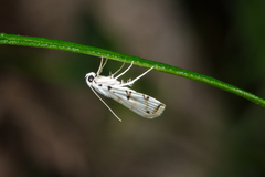 Pycnarmon meritalis