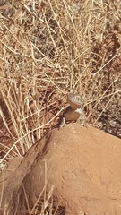 Tympanocryptis centralis