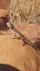 Tympanocryptis centralis