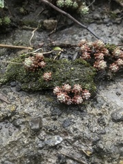 Sedum hispanicum