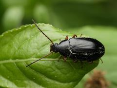 Gonodera luperus