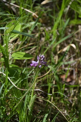 Orchis militaris