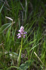 Orchis militaris