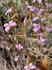 Stylidium laricifolium