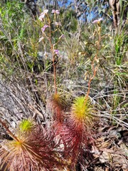 Stylidium laricifolium