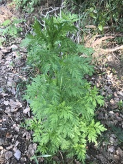 Artemisia gmelinii