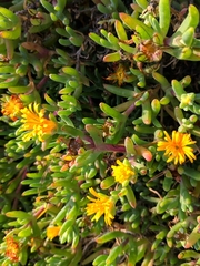 Malephora lutea