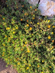 Malephora lutea