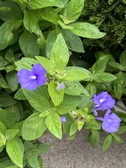 Achetaria azurea