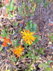 Malephora lutea