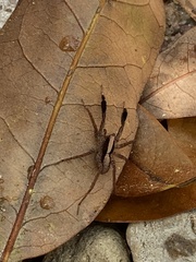 Schizocosa crassipes