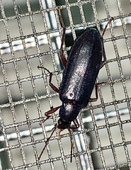 Eupsophulus