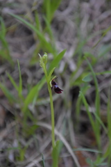 Ophrys insectifera