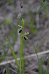 Ophrys insectifera