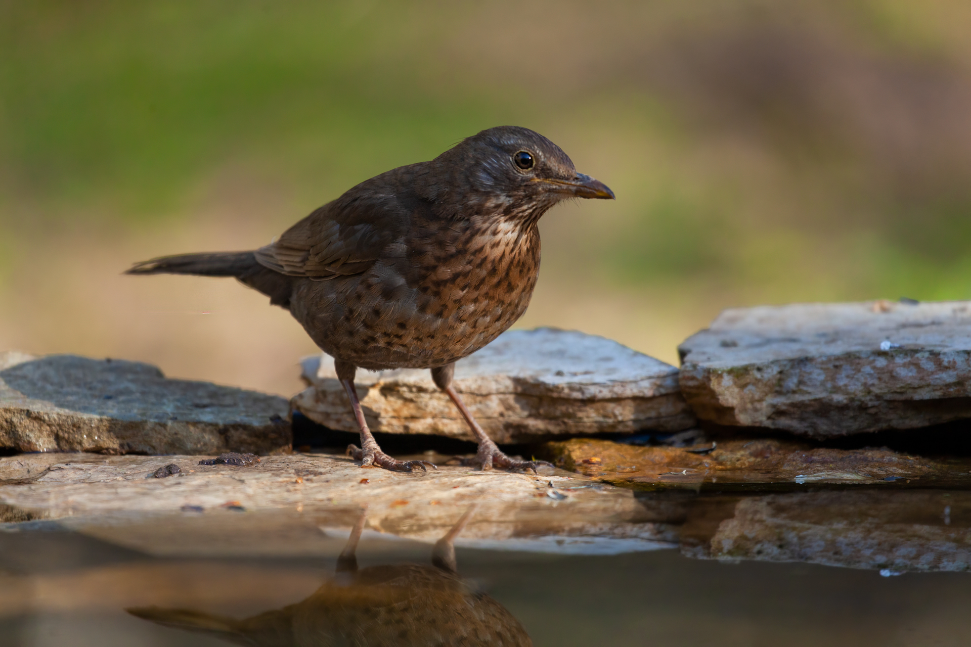 Eurasian Blackbird (Turdus merula)