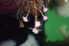 Ectopleura marina