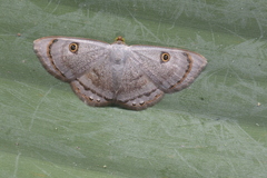 Argyrotome melae
