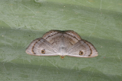 Argyrotome melae