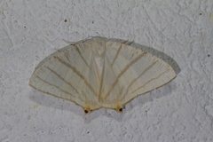 Brachurapteryx tesserata