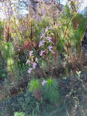 Stylidium laricifolium