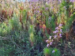 Stylidium laricifolium