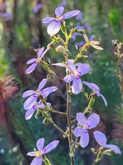 Stylidium laricifolium