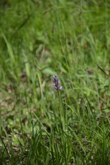 Orchis militaris
