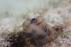 Leopard Blenniella photo 4
