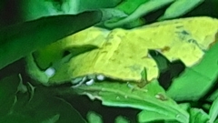 Corymica