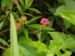Arachnothryx leucophylla