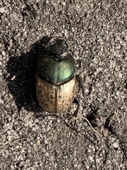 Onthophagus vacca
