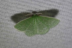 Synchlora frondaria