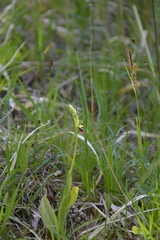 Ophrys insectifera