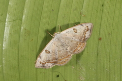 Argyrotome prospectata