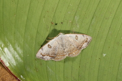 Argyrotome prospectata