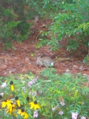 Sylvilagus floridanus