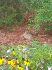 Sylvilagus floridanus
