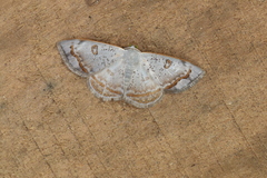 Argyrotome prospectata