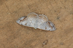 Argyrotome prospectata